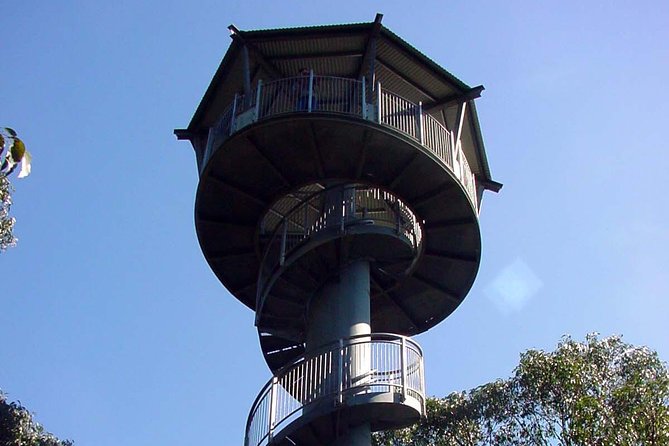 12 Apostles and Otway Fly Zipline Day Trip from Melbourne - Otway Fly Treetop Adventures: the zip-line payoff
