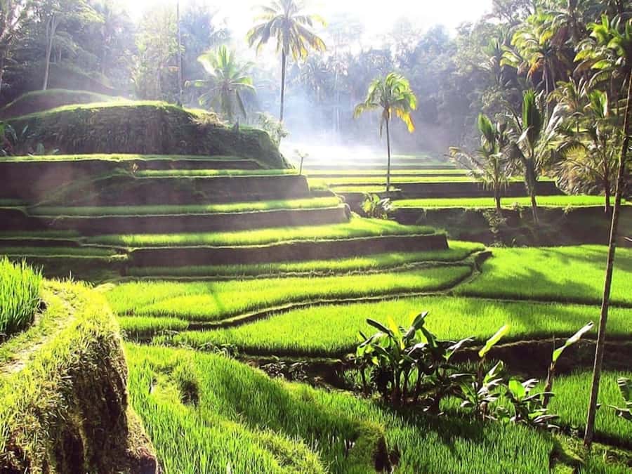 Bali: Ubud Day Tour with Swing and Zipline - Key highlights you should care about