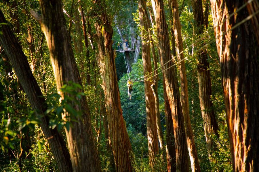 Big Island: 3-Hour Kohala Canopy Zipline Adventure - FAQ