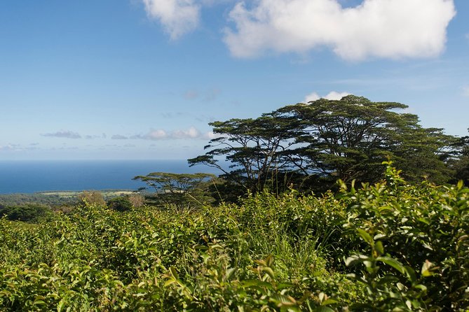 Big Island Kohala Canopy Zipline Adventure - Price and Value: Is $256.54 Worth It?