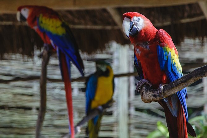 Cancun Extreme Zipline Canopy Tour - Cenote Swim by Zipline: Staying Comfortable and Staying Dry