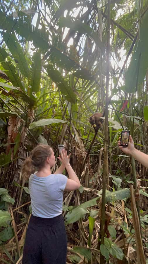 Canopy Tower, Zipline, Kayak, and Monkey Island … - Canopy Tower, Zipline, Kayak, and Monkey Island: What This Day Feels Like