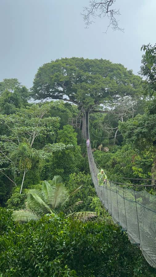 Canopy Tower, Zipline, Kayak, and Monkey Island … - Canopy Bridge to Zipline: How the Safety Setup Works