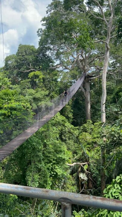Canopy Tower, Zipline, Kayak, and Monkey Island … - The Forest Walk to Canopy Tower (35 Meters Up)