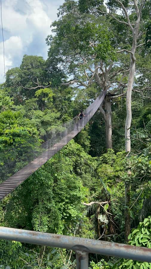 Canopy Tower, Zipline, Kayak, and Monkey Island … - The Forest Walk to Canopy Tower (35 Meters Up)