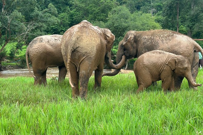 Chiang Mai 3 in 1 Zipline, Elephants and Sticky Waterfall - Buat Thong sticky waterfall: the grippy climb and how to enjoy it safely