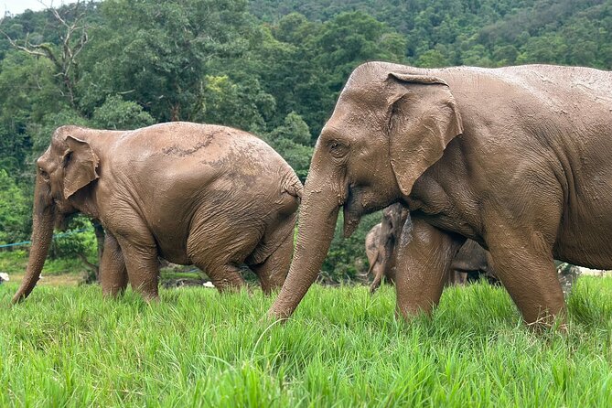 Chiang Mai 3 in 1 Zipline, Elephants and Sticky Waterfall - Lunch that actually feels like a highlight
