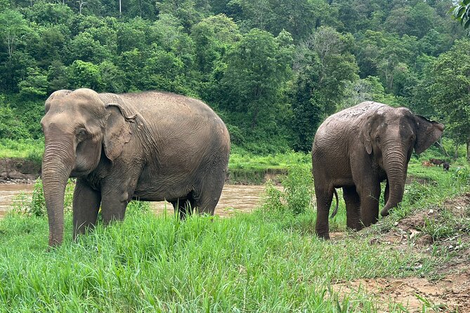 Chiang Mai 3 in 1 Zipline, Elephants and Sticky Waterfall - Who this suits best (and who might rethink it)