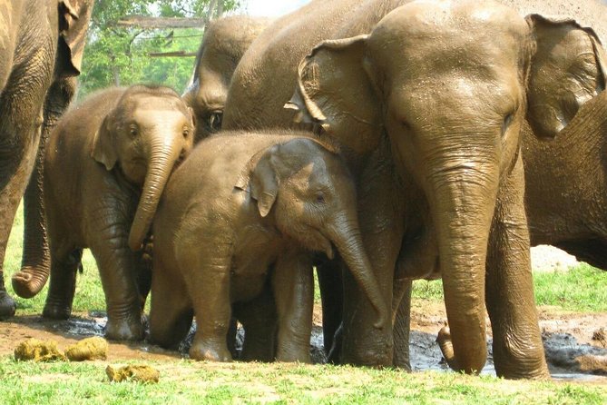 Chiang Mai Zipline White Water Rafting and Elephant Sanctuary - Elephant sanctuary time: herb-feeding for digestion and river play