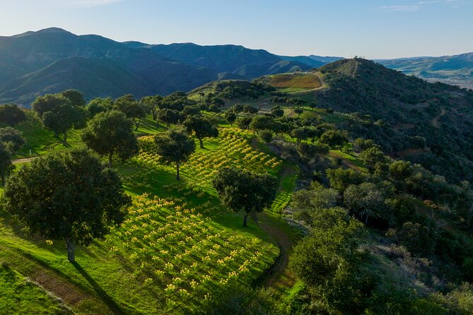 Epic Zipline Tour near Santa Barbara - Small-group max of 8: why it feels personal