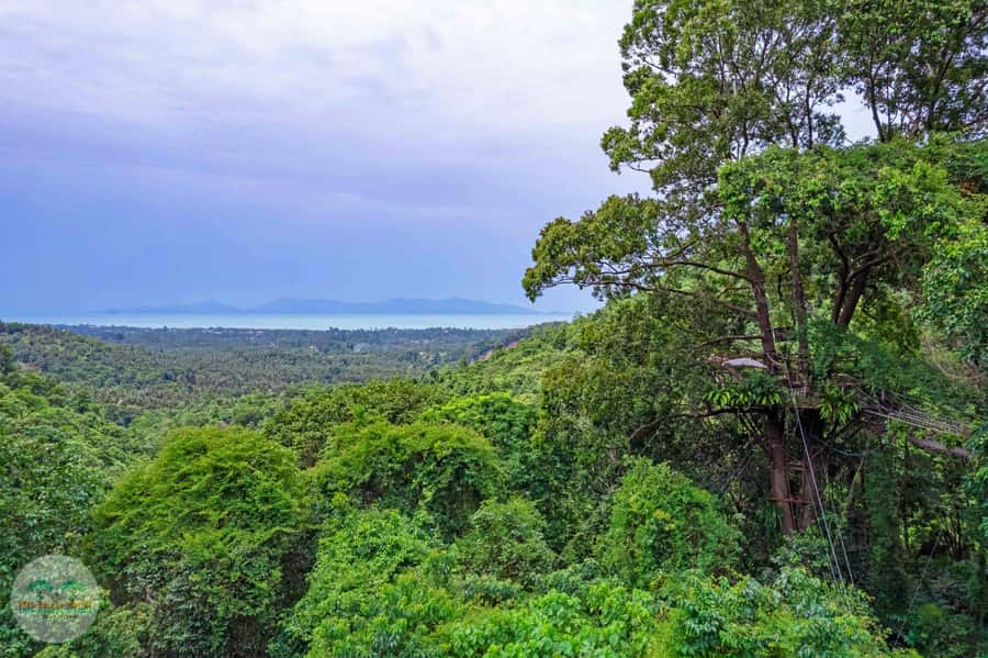 From Koh Samui: Tree Bridge Zipline and Café Experience - Why Tree Bridge Zipline feels different than a typical Samui zipline