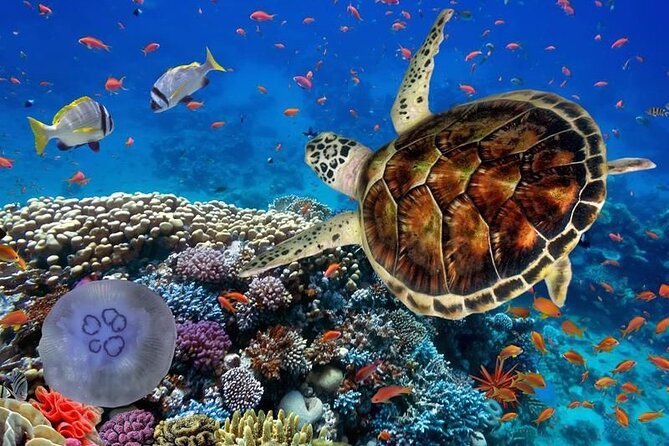 Full-dayTurtle Adventure: ATV, Zipline, Cenote & Turtle Swim - ATV tour (20 km): the part that sets the tone for the whole day