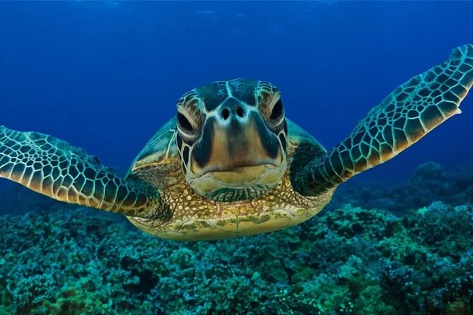 Full-dayTurtle Adventure: ATV, Zipline, Cenote & Turtle Swim - Mayan ceremony and hammock break: where the day slows down