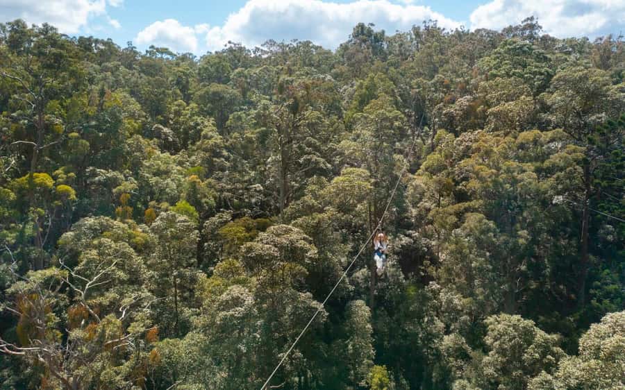 Gold Coast: Tamborine Mountain Canyon Flyer Zipline Tour - The Speed and Height Numbers: What They Mean for Your Body