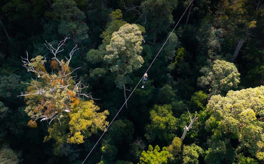 Gold Coast: Tamborine Mountain Canyon Flyer Zipline Tour - What to Bring (and What to Skip) for a Smooth Flight