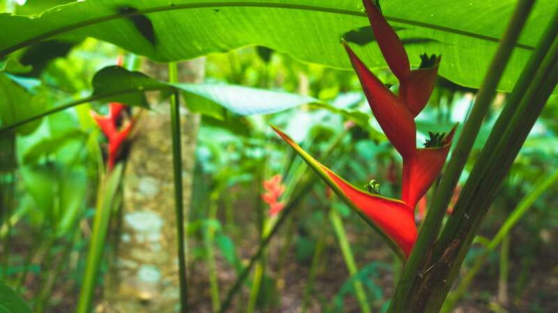 Huatulco: Nature Park with Fruit Tasting & Optional Zipline - Premium Zipline: What 5 Lines at 50–100 Meters Is Really Like