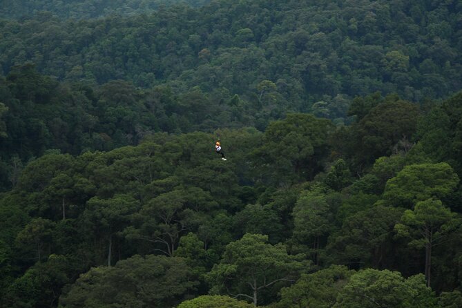 Jungle Flight Zipline Roller Coaster - The Jungle Roller Coaster Finale: A Different Kind of Adrenaline