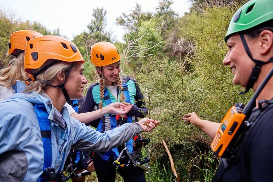 Kaikōura: Zipline and Native Forest Adventure Trip - What to Bring, What to Wear, and How to Avoid Day-ruiners