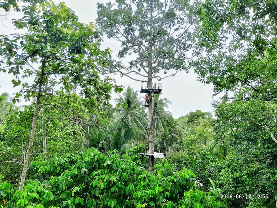 Koh Samui: ATV And Zipline Experience with Transfer - Zipline Over Treetops: Fun flying with a real safety system