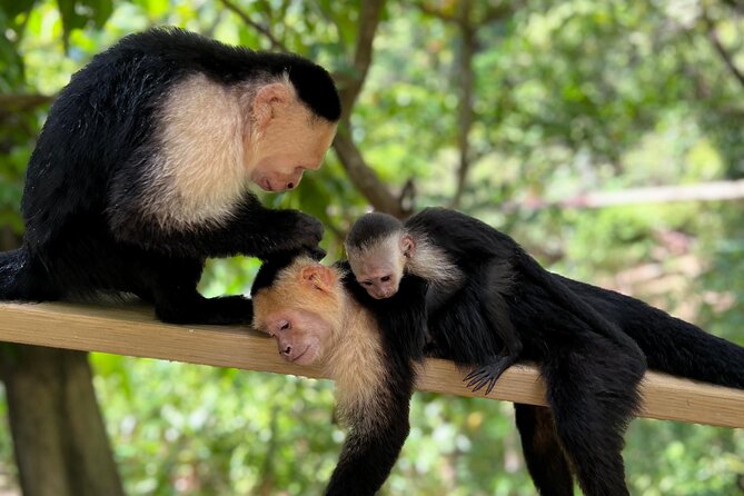 Monkey/Sloth Park + Zipline And City Tour In Roatan - Mayak Chocolate: bean-to-bar education in a short window