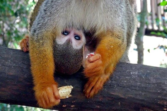 Monkeyland and Zipline Adventure from Puerto Plata - Monkeyland in Action: Feeding Squirrel Monkeys in the Jungle