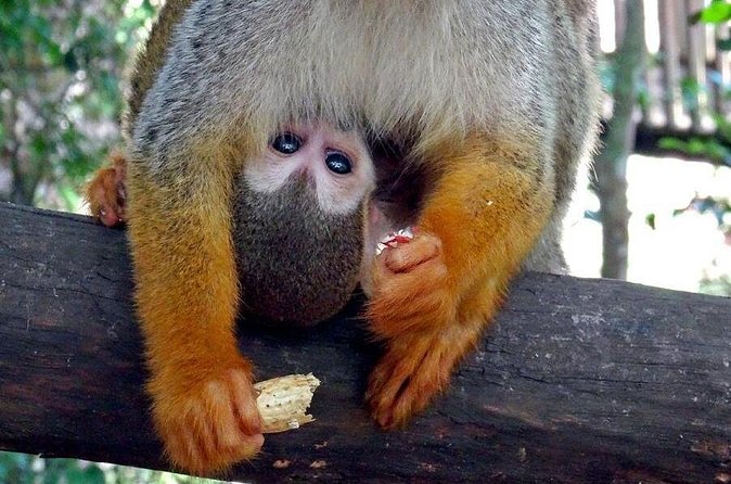 Monkeyland and Zipline Adventure from Puerto Plata - What the Day Actually Feels Like: Walking, Waiting, and Snacking