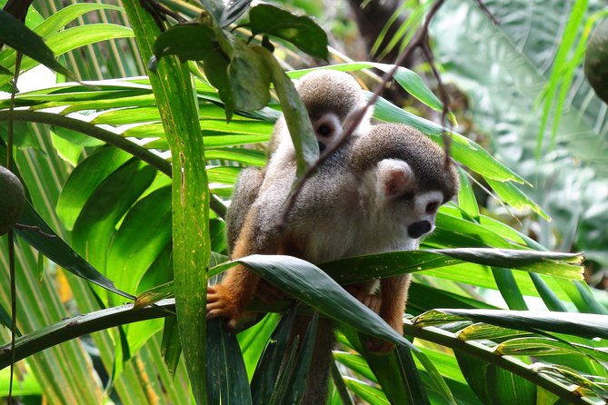Monkeyland and Zipline Adventure from Puerto Plata - Price and Value: Is $90 Worth It?