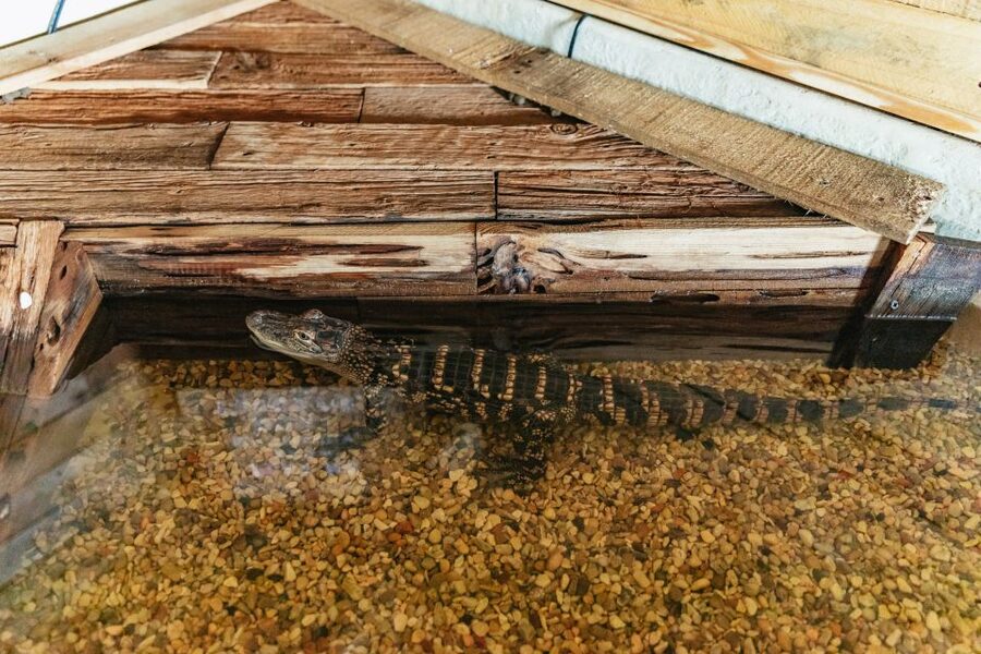 New Orleans: Swamp Zipline Tour - Who Should Book This (and Who Should Skip It)