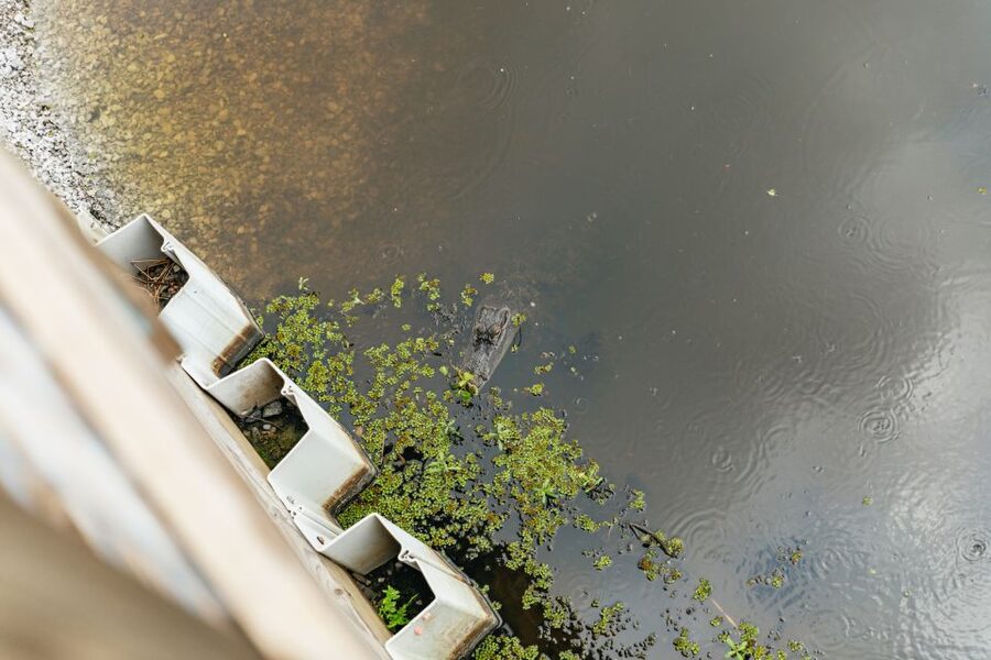 New Orleans: Swamp Zipline Tour - Gear Up and Safety Briefing: What You’ll Actually Do Before You Fly