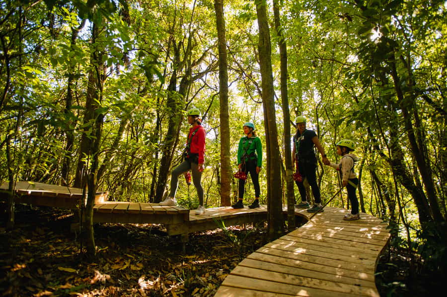 Okere Falls: Zipline over Waterfalls Experience - Boardwalks, swing bridges, and the chance to notice the bush