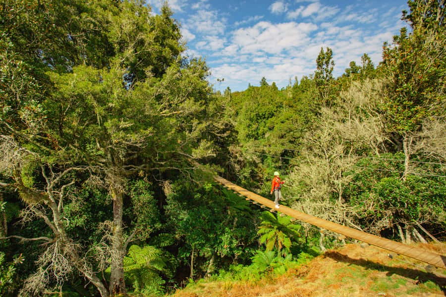 Okere Falls: Zipline over Waterfalls Experience - Tree planting in your name: why the conservation angle isn’t just marketing