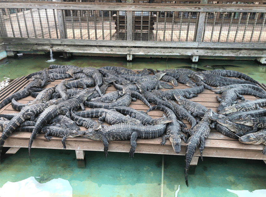 Orlando: Gatorland Zipline Adventure w/ Full-Day Park Access - All-day Gatorland admission: what to do after your 90 minutes