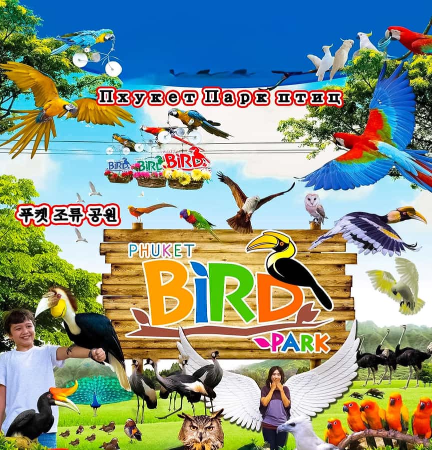 Phuket: Bird Park, Elephant Feeding, ATV Ride & City Tour - Bird Park, Big Buddha, and Karon Viewpoint: Starting With the Wow