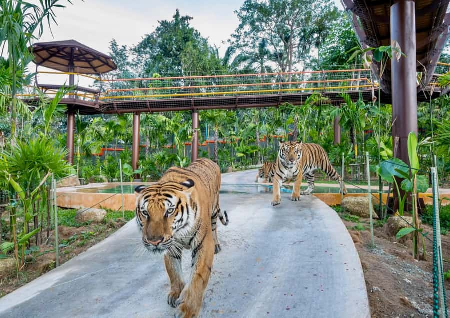 Phuket: Bird Park, Elephant Feeding, ATV Ride & City Tour - Chalong Temple and the Temple-View Rhythm