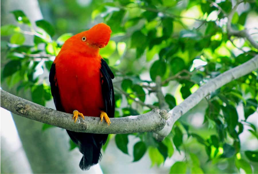 Phuket: Bird Park, Elephant Feeding, ATV Ride & City Tour - Elephant Feeding and Tiger Park Canopy Forest Safari: Fun, Yes. Ethics, Too.