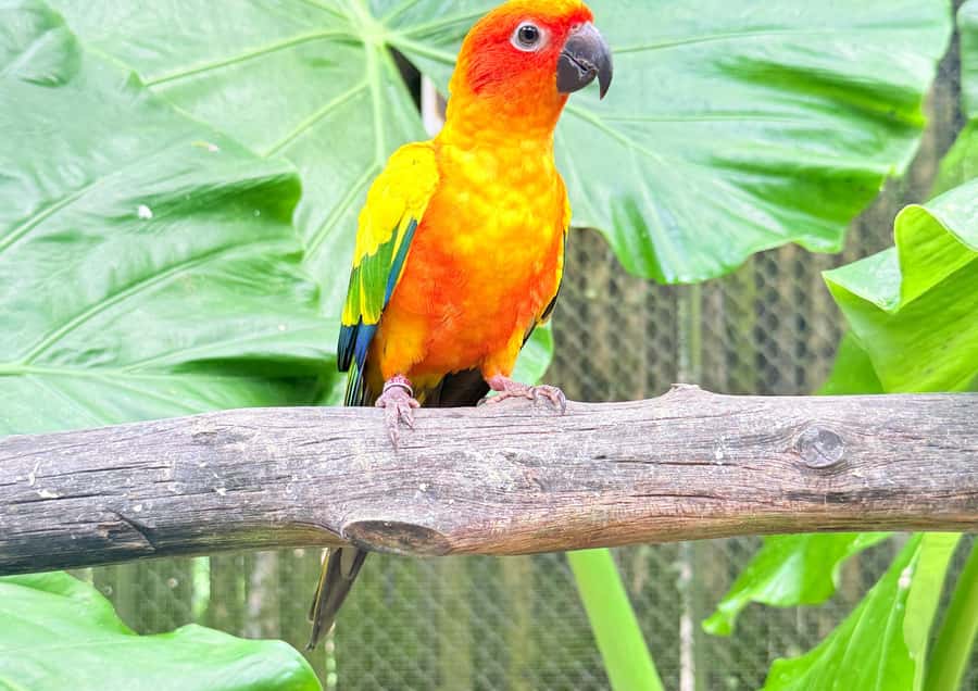 Phuket: Bird Park, Elephant Feeding, ATV Ride & City Tour - Phuket Old Town After Sunset: The Best Kind of Finish