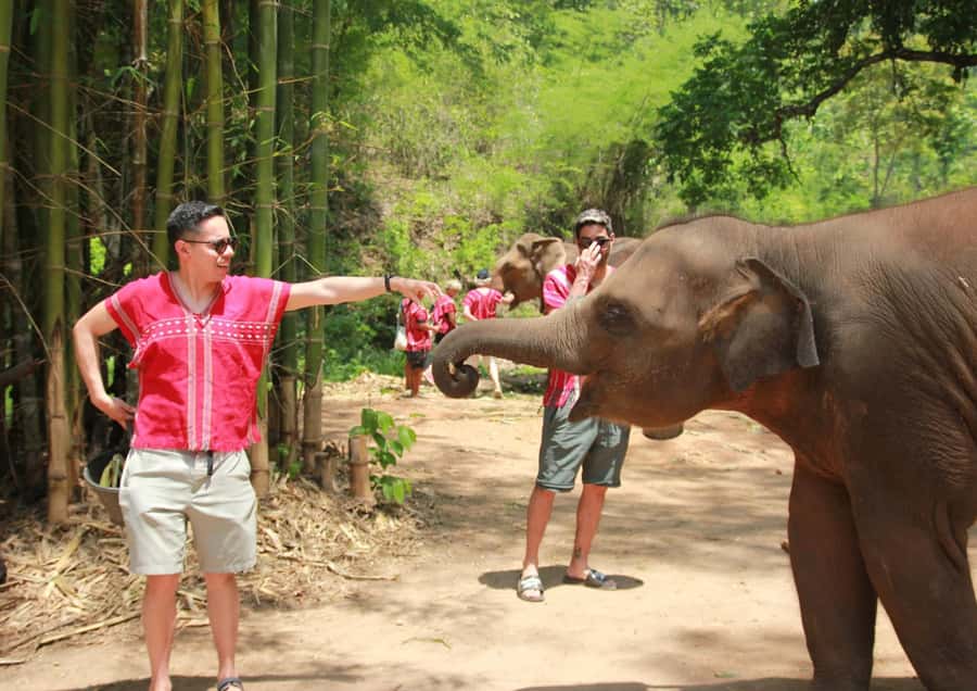Phuket: Bird Park, Elephant Feeding, ATV Ride & City Tour - Who This Tour Suits Best
