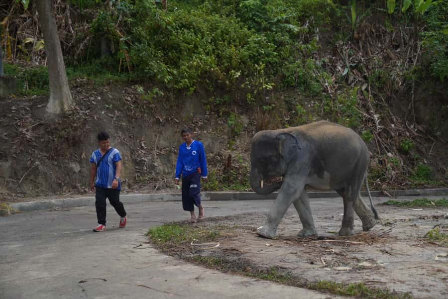 Phuket: Elephant Sanctuary & Zipline Adventure Combo - The Big Idea: Ethical Elephant Time Plus a Real Zipline Session