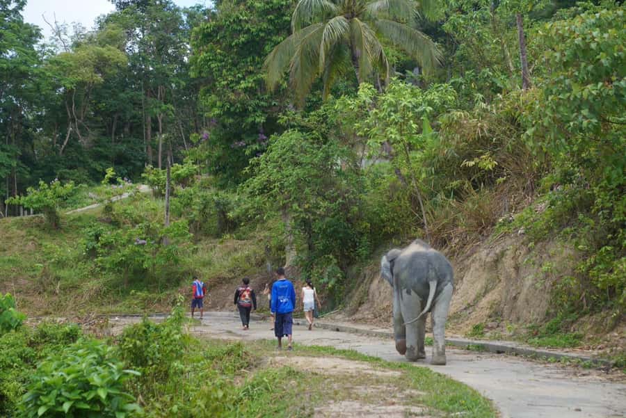 Phuket: Elephant Sanctuary & Zipline Adventure Combo - Zipline in Kamala: 16 Platforms, Rope Bridges, and Canopy Views