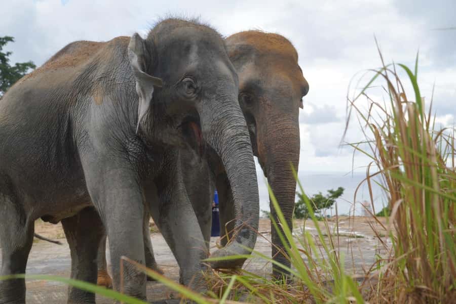 Phuket: Elephant Sanctuary & Zipline Adventure Combo - Should You Book This Phuket Elephant Sanctuary & Zipline Combo?
