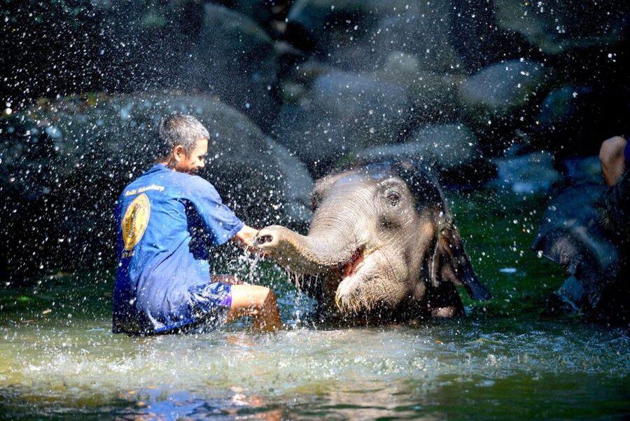 Phuket: White Water Rafting, Zipline, and Elephant Sanctuary - Who this tour fits best (and who should think twice)