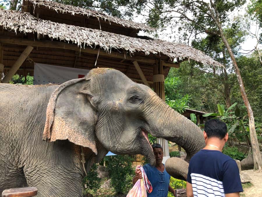 Phuket: White Water Rafting, Zipline, and Elephant Sanctuary - Elephant Jungle Sanctuary: feeding, washing, and the emotional reality