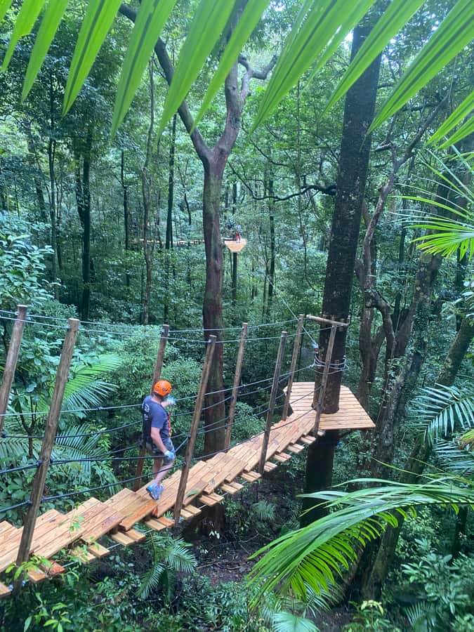 Port Douglas: Daintree National Park Tour, Cruise, & Zipline - Adventure Center to Zipline: 150m Uphill Walk and Canopy Action