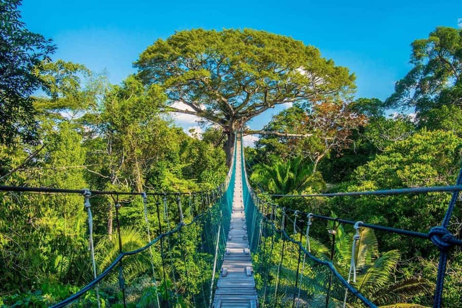 Puerto Maldonado: Jungle Adventure |Zipline + Canopy + Kayak - Zip lines with trained guides: fun, but verify the safety flow