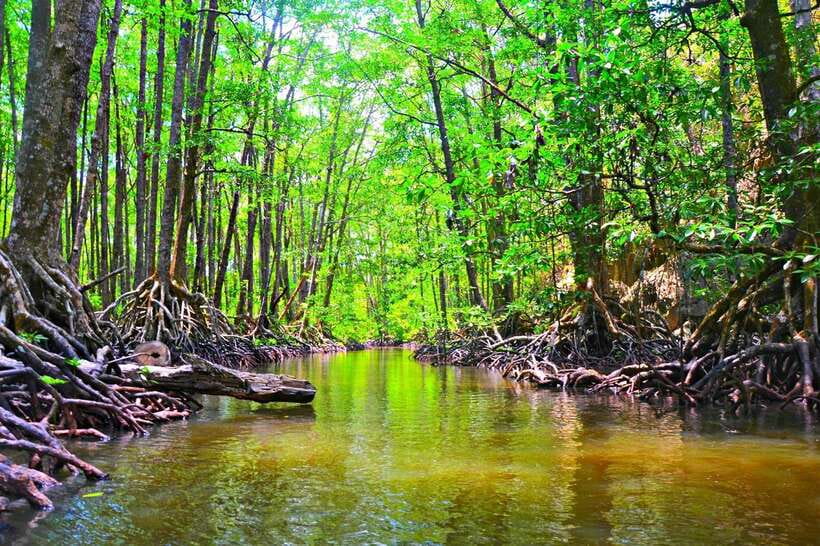 Puerto Princesa: Underground River, Zipline, Paddleboat Tour - Mangrove Paddleboat Tour: A Slower Way to See Wildlife