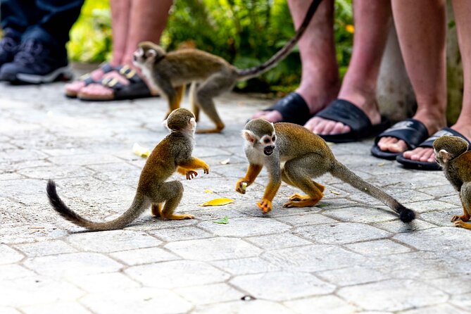 Punta Cana Monkeyland and Zipline Two Adventures in One Day - Safety Rules and Limits: Who Must Pay Attention Before Booking