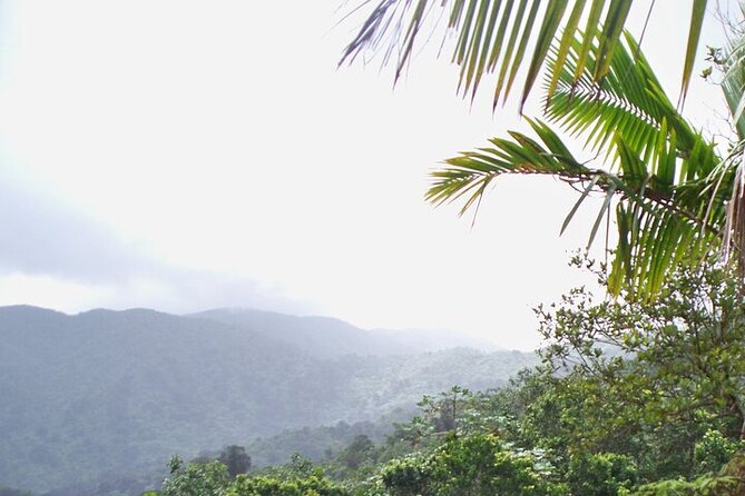 Rainforest Zipline, Luquillo Beach, and Natural Springs Day Trip - Guides and group size: why up to 8 people is a big deal here