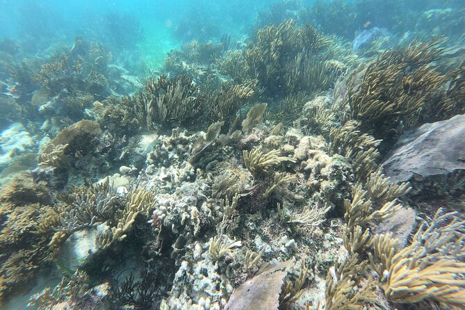 Reef Snorkeling with ATV, Zipline, Cenote that includes lunch and transportation - Zipline Among the Trees: Timing Your Breath