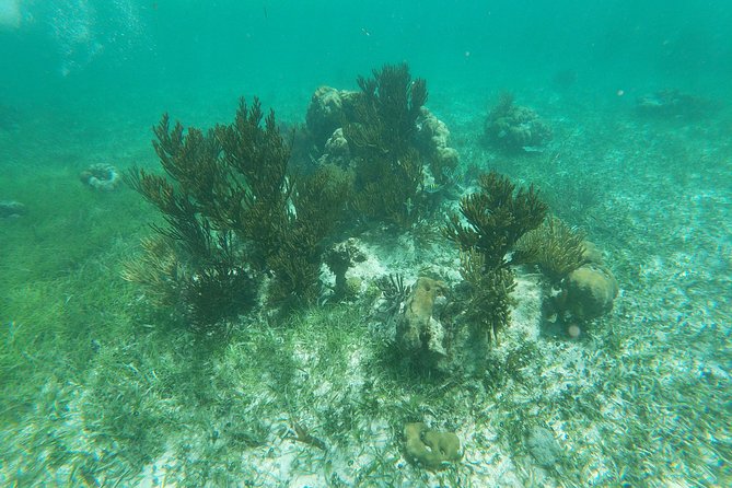 Reef Snorkeling with ATV, Zipline, Cenote that includes lunch and transportation - Lunch at the Beachside Restaurant and the Two-Taco Snack