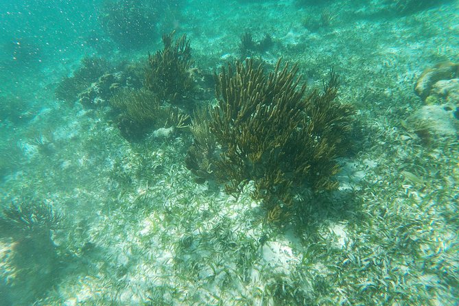 Reef Snorkeling with ATV, Zipline, Cenote that includes lunch and transportation - Transportation and Timing: Pickup Isn’t Just a Number